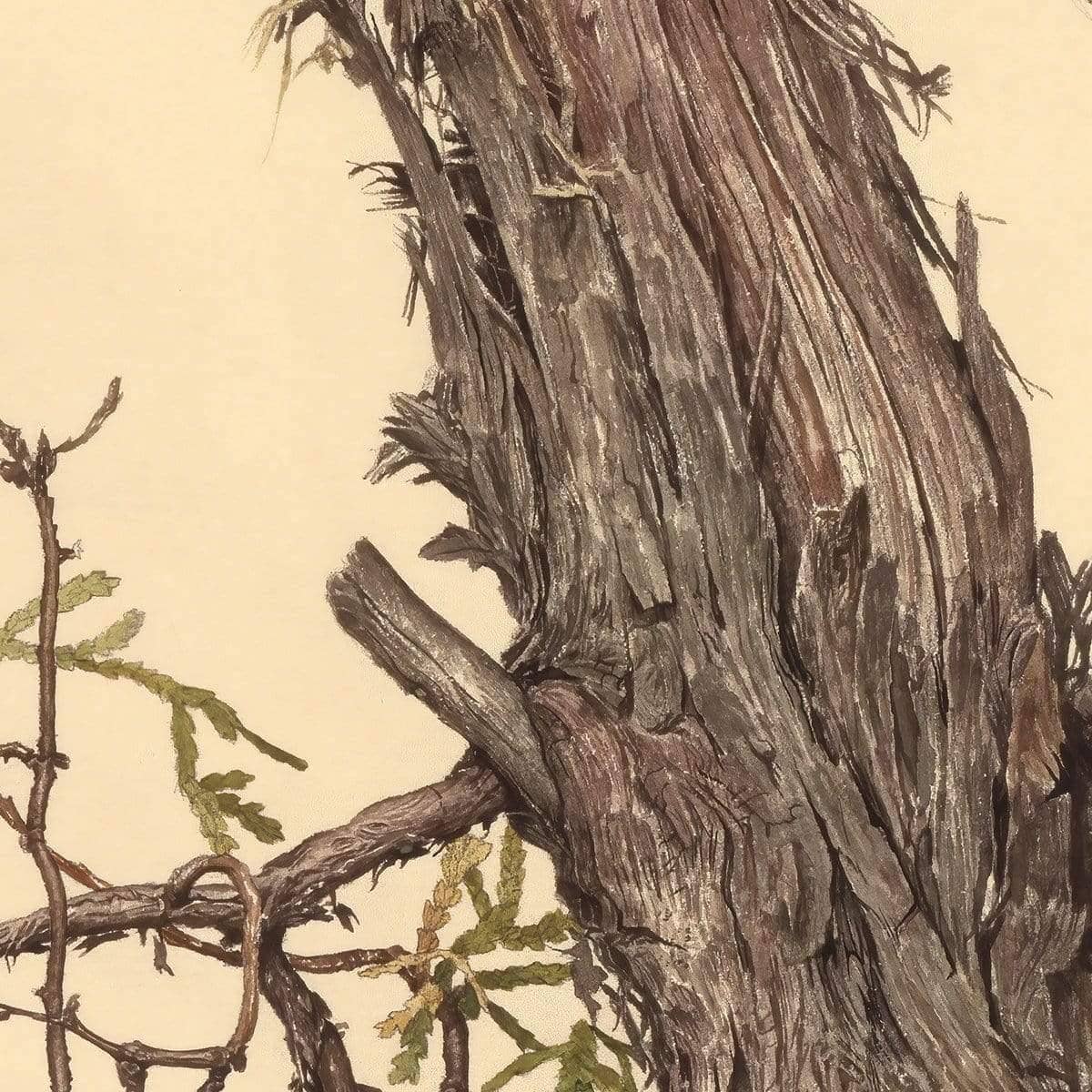Brown Creeper - Framed Print | Artwork by Glen Loates