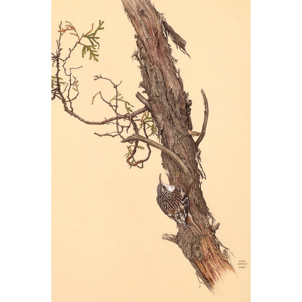 Brown Creeper - Framed Print | Artwork by Glen Loates
