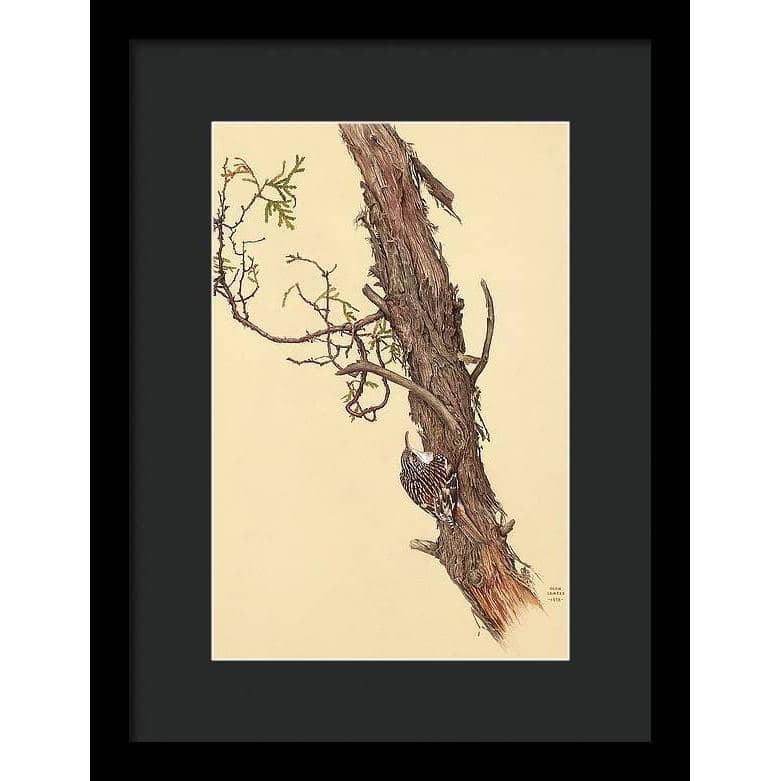 Brown Creeper - Framed Print | Artwork by Glen Loates