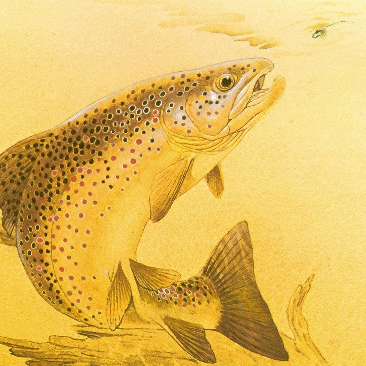 Brown Trout - Framed Print | Artwork by Glen Loates