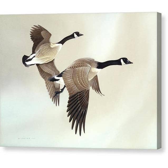 Canada Geese by Glen Loates, gallery canvas: a pair of Canada geese in flight