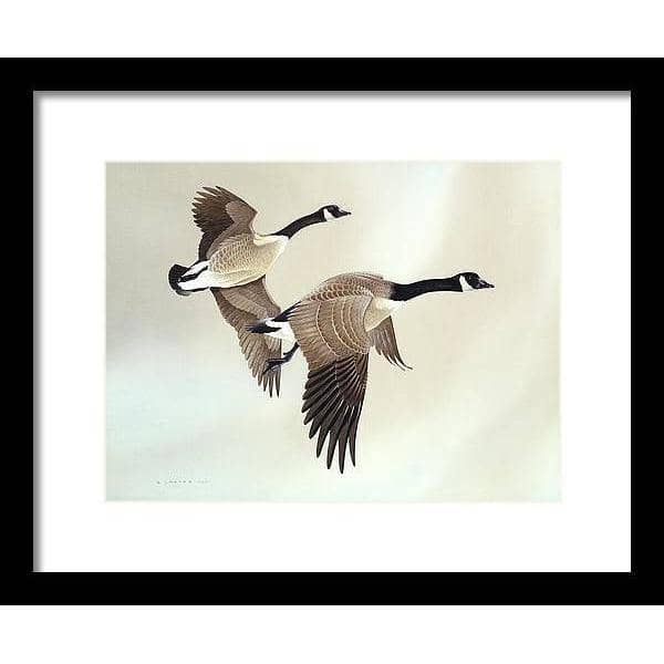 Canada Geese - Framed Print | Artwork by Glen Loates