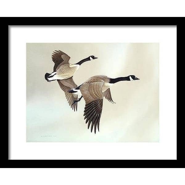 Canada Geese - Framed Print | Artwork by Glen Loates
