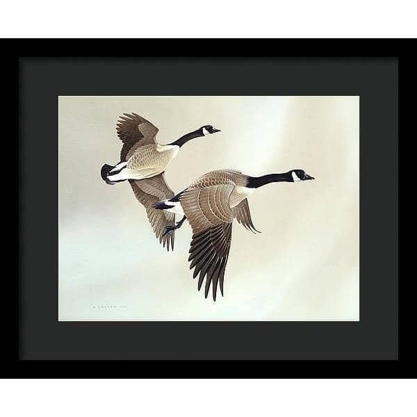 Canada Geese - Framed Print | Artwork by Glen Loates