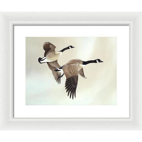 Canada Geese - Framed Print | Artwork by Glen Loates