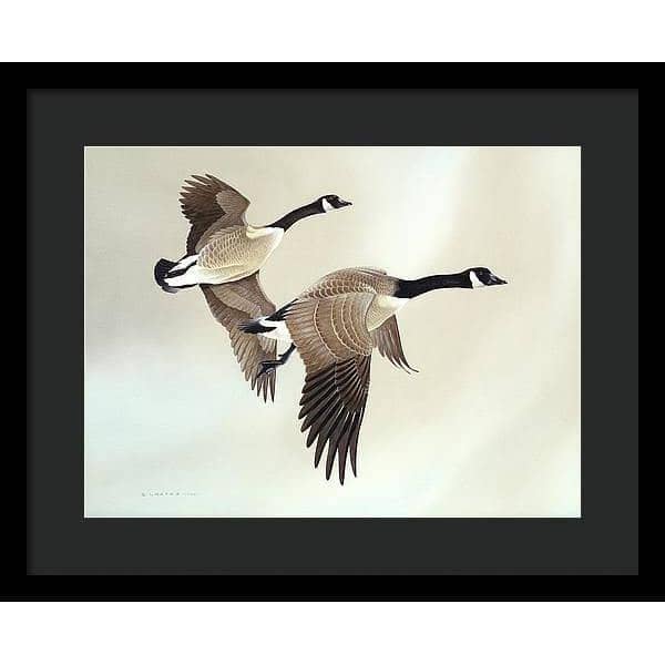 Canada Geese - Framed Print | Artwork by Glen Loates