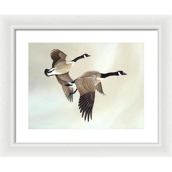Canada Geese - Framed Print | Artwork by Glen Loates