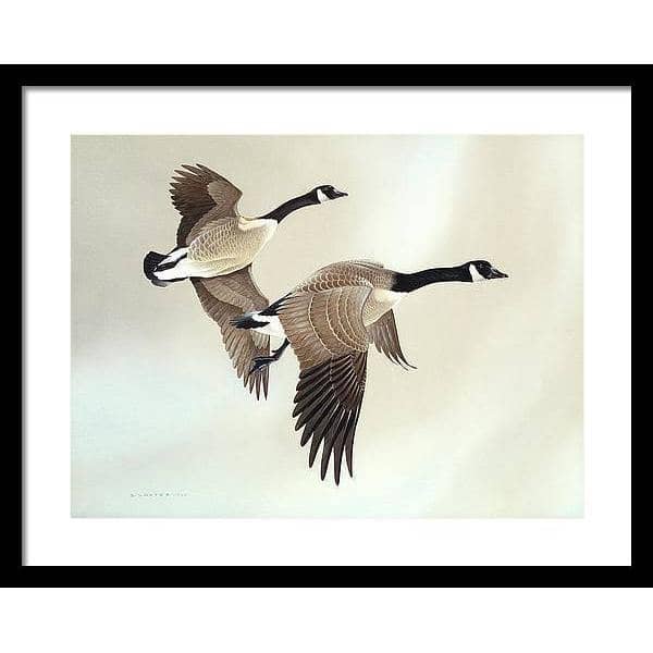 Canada Geese - Framed Print | Artwork by Glen Loates