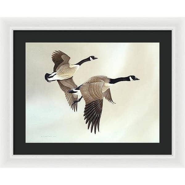 Canada Geese - Framed Print | Artwork by Glen Loates
