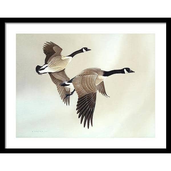 Canada Geese - Framed Print | Artwork by Glen Loates