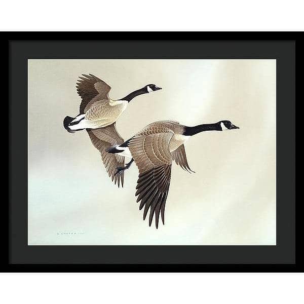 Canada Geese - Framed Print | Artwork by Glen Loates