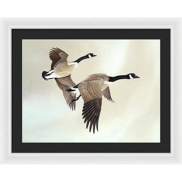 Canada Geese - Framed Print | Artwork by Glen Loates