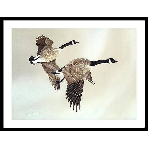 Canada Geese - Framed Print | Artwork by Glen Loates
