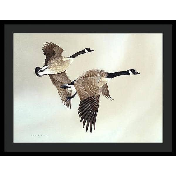 Canada Geese - Framed Print | Artwork by Glen Loates