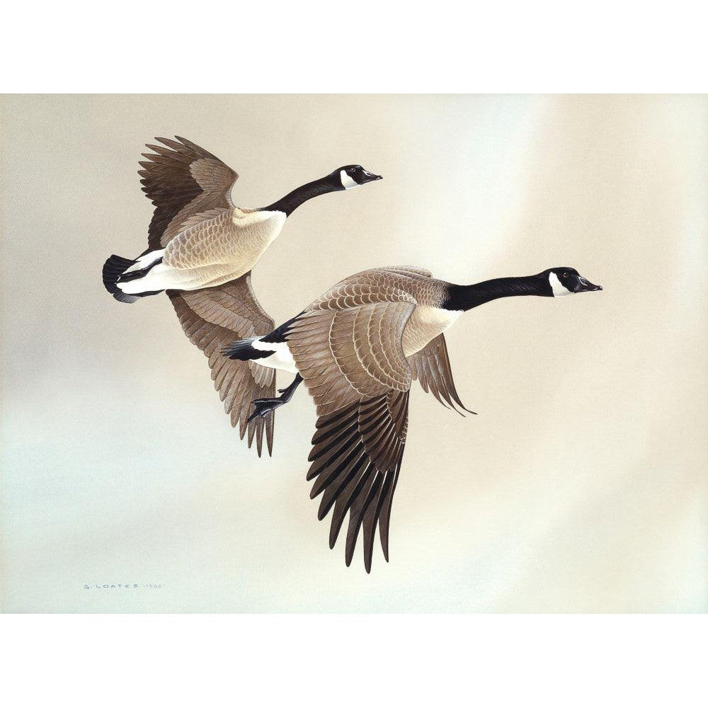Canada Geese - Framed Print | Artwork by Glen Loates