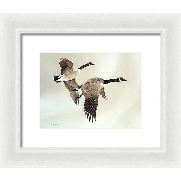 Canada Geese - Framed Print | Artwork by Glen Loates