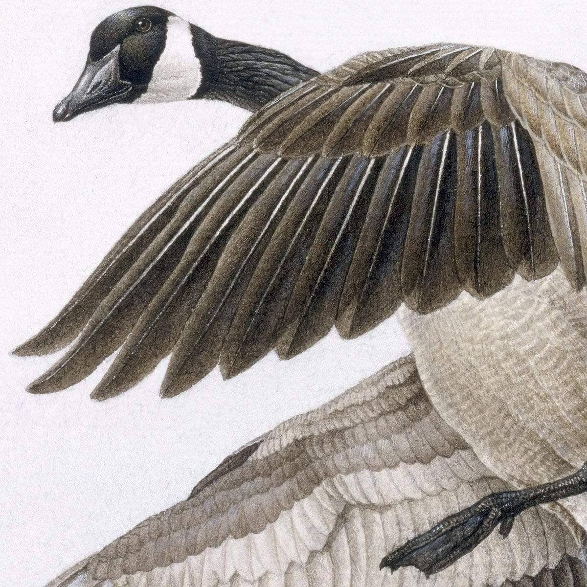 Canada Goose - Canvas Print | Artwork by Glen Loates