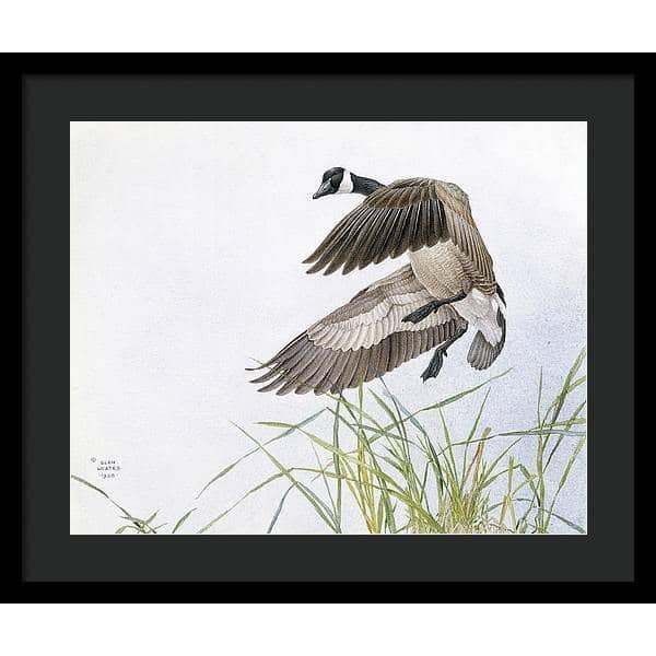 Canada Goose - Framed Print | Artwork by Glen Loates