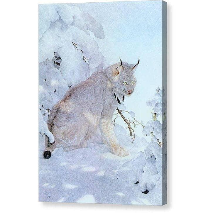Canada Lynx - Canvas Print | Artwork by Glen Loates