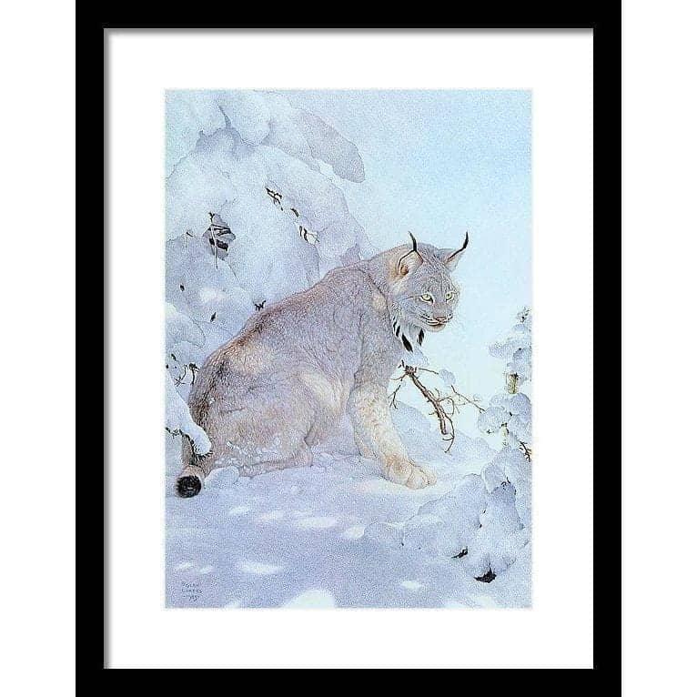 Canada Lynx - Framed Print | Artwork by Glen Loates