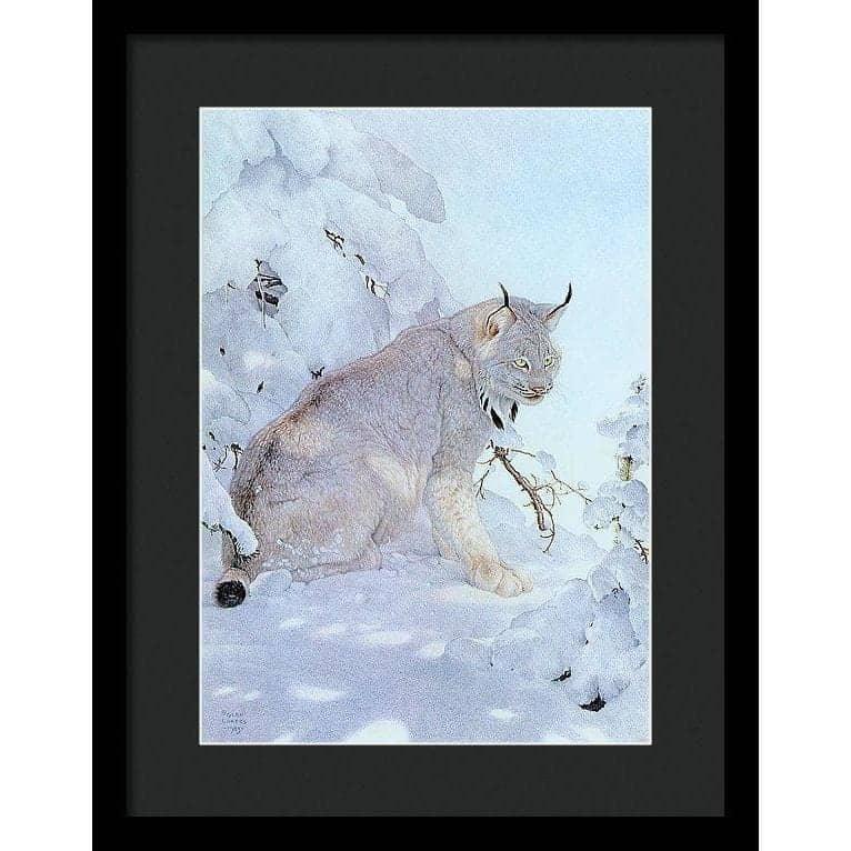 Canada Lynx - Framed Print | Artwork by Glen Loates