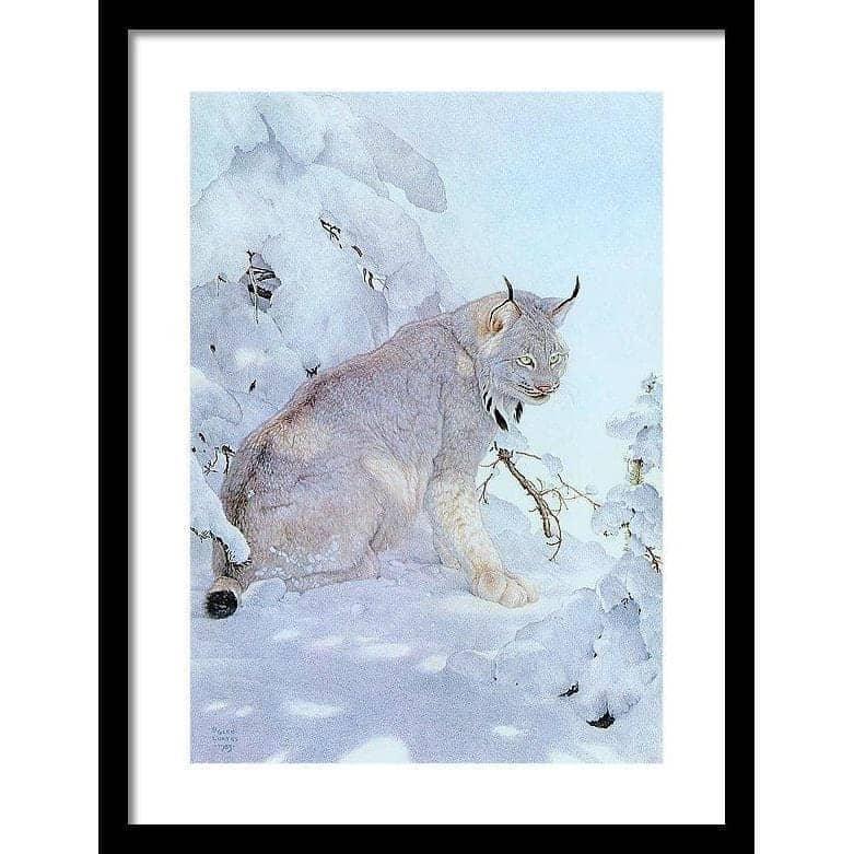 Canada Lynx - Framed Print | Artwork by Glen Loates