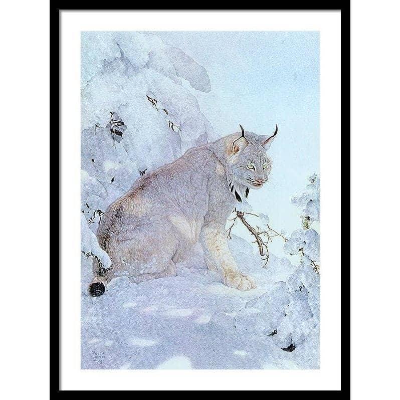 Canada Lynx - Framed Print | Artwork by Glen Loates