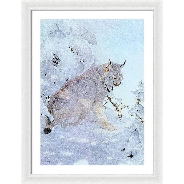 Canada Lynx - Framed Print | Artwork by Glen Loates
