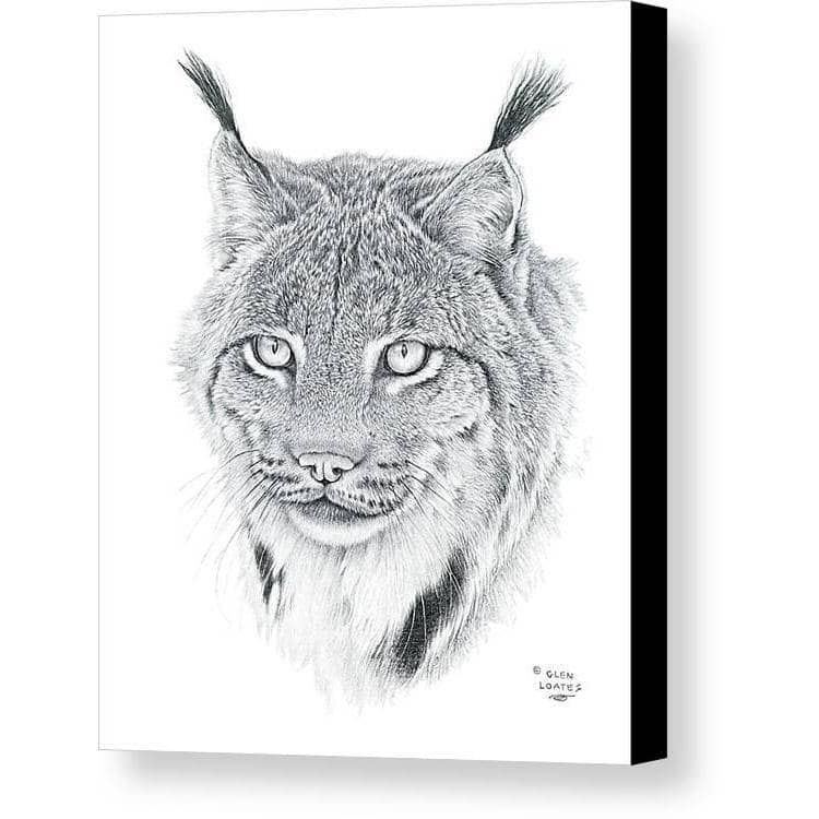 Canada Lynx Portrait - Canvas Print | Artwork by Glen Loates