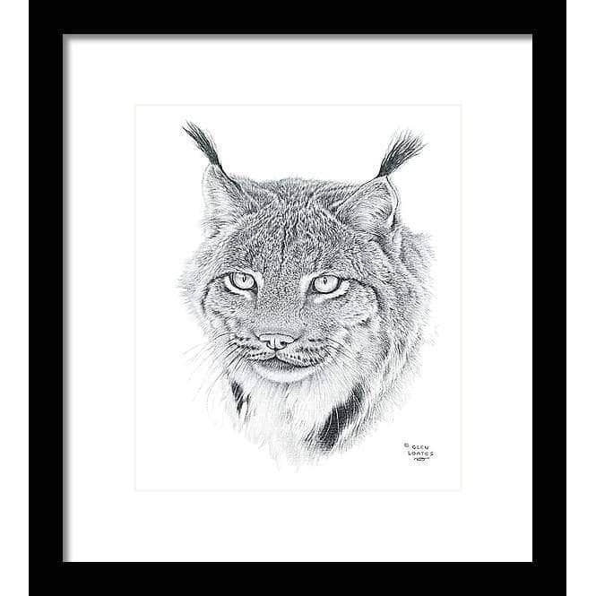 Canada Lynx Portrait - Framed Print | Artwork by Glen Loates