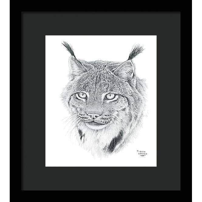 Canada Lynx Portrait - Framed Print | Artwork by Glen Loates
