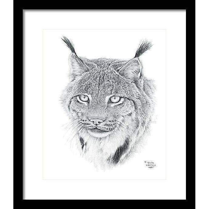 Canada Lynx Portrait - Framed Print | Artwork by Glen Loates