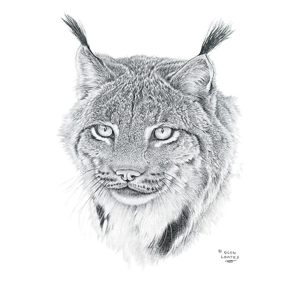 Canada Lynx Portrait - Framed Print | Artwork by Glen Loates