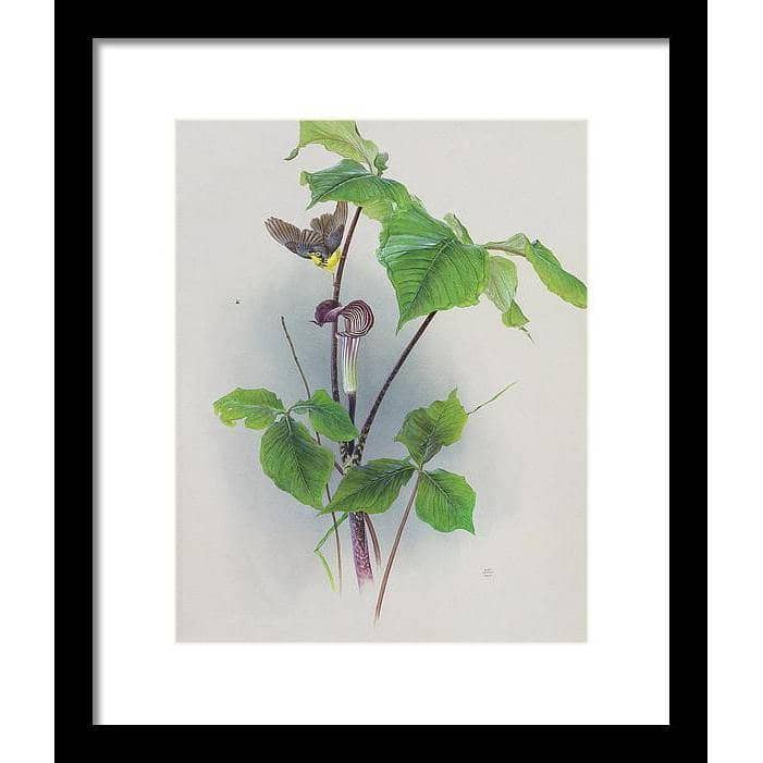 Canada Warbler on a Jack-in-the-pulpit - Framed Print | Artwork by Glen Loates