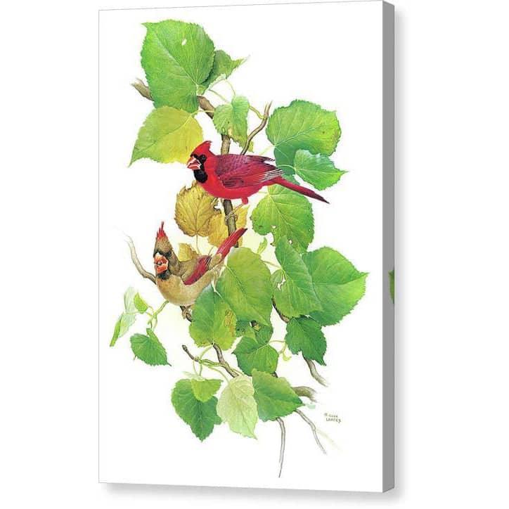 Cardinals by Glen Loates, gallery canvas: a male and female cardinal among fresh green leaves