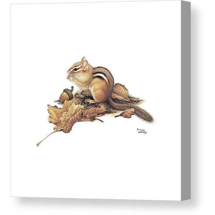 Chipmunk and Acorns - Canvas Print | Artwork by Glen Loates