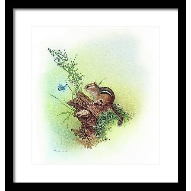Chipmunk and Woodland Blue Butterfly Enhanced - Framed Print | Artwork by Glen Loates