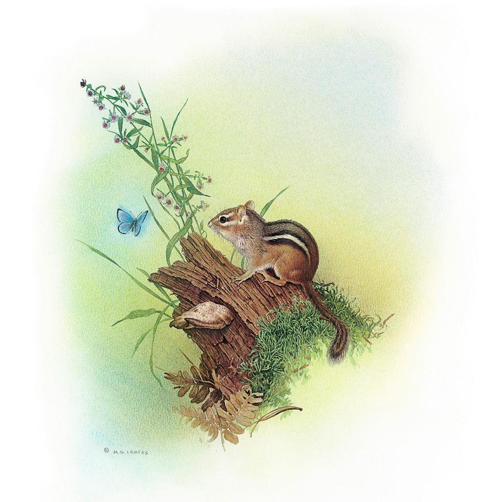 Chipmunk and Woodland Blue Butterfly Enhanced - Framed Print | Artwork by Glen Loates