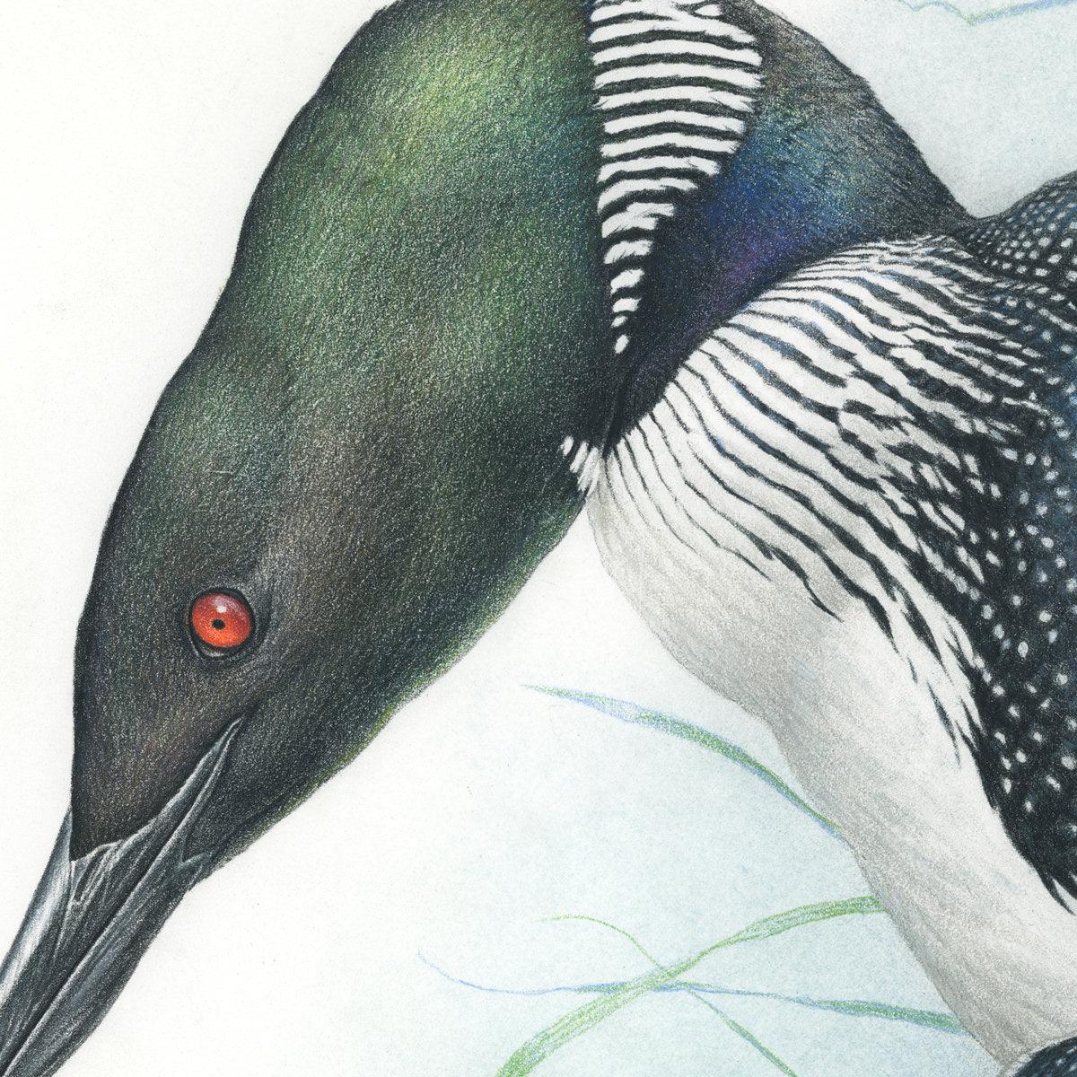 Common Loon Portrait - Framed Print | Artwork by Glen Loates