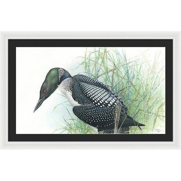 Common Loon Portrait - Framed Print | Artwork by Glen Loates