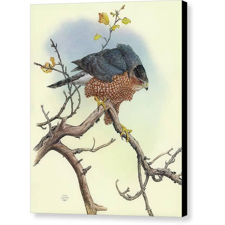 Cooper's Hawk - Canvas Print | Artwork by Glen Loates