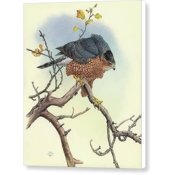 Cooper's Hawk - Canvas Print | Artwork by Glen Loates