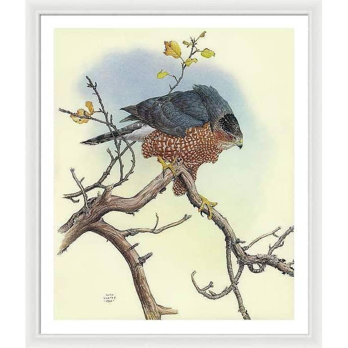 Cooper's Hawk - Framed Print | Artwork by Glen Loates
