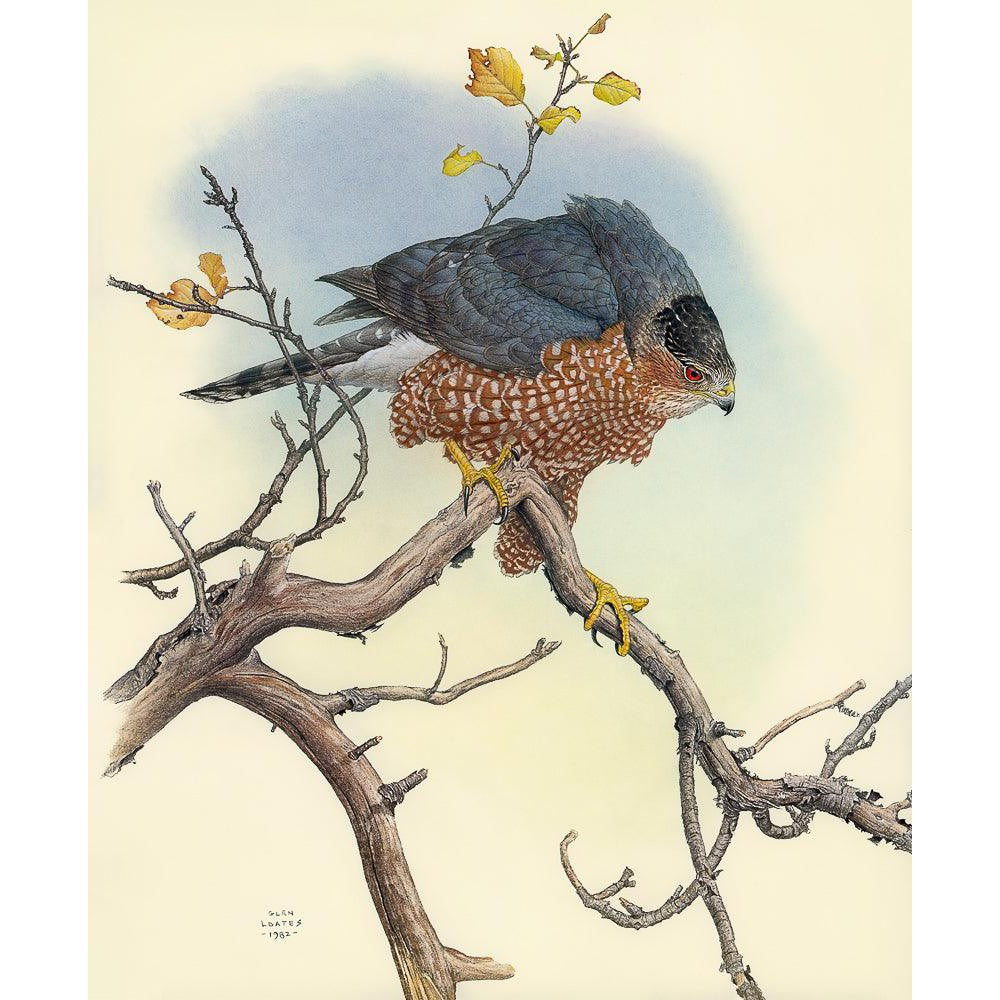 Cooper's Hawk - Framed Print | Artwork by Glen Loates