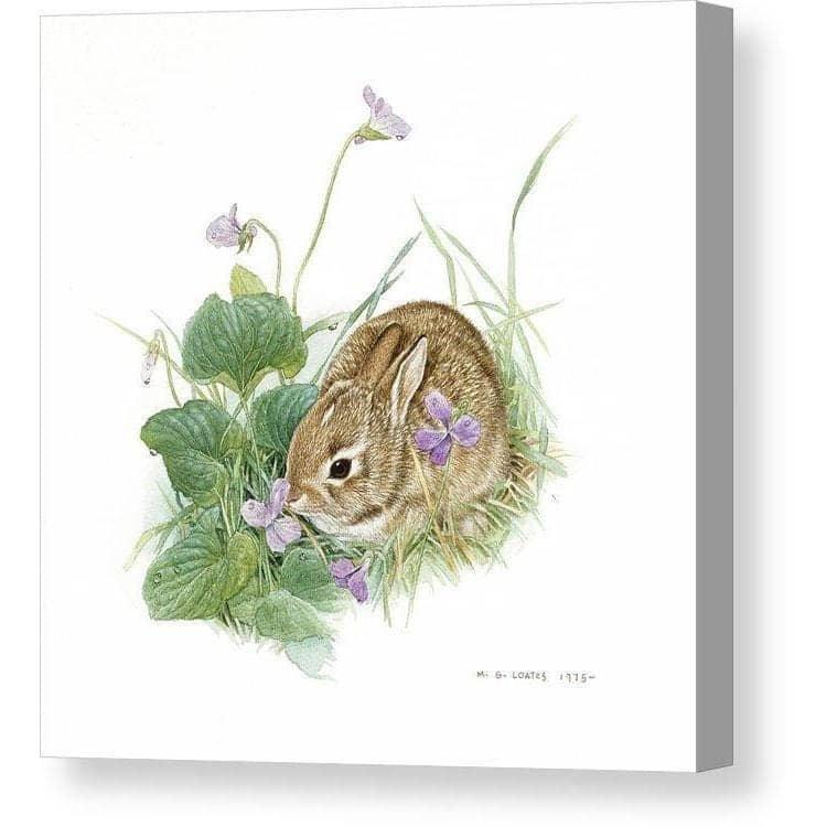 Cottontail Bunny with Violet- Canvas Print | Artwork by Glen Loates
