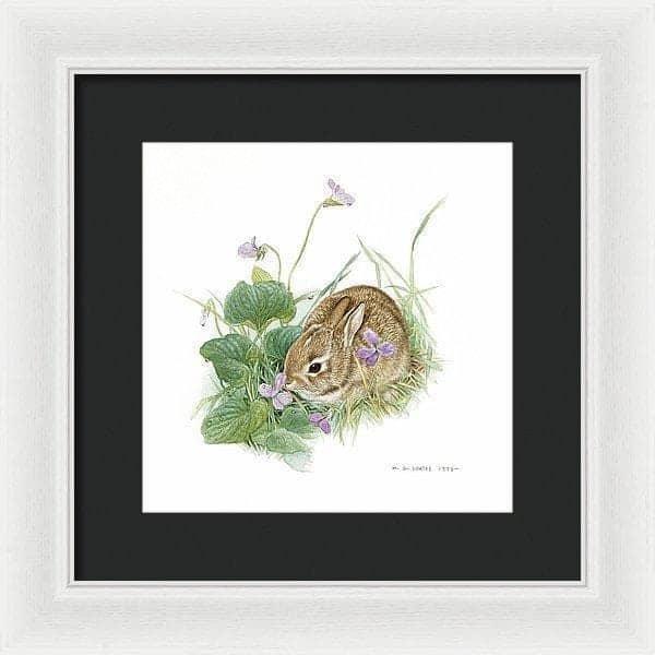 Cottontail Bunny with Violet - Framed Print | Artwork by Glen Loates