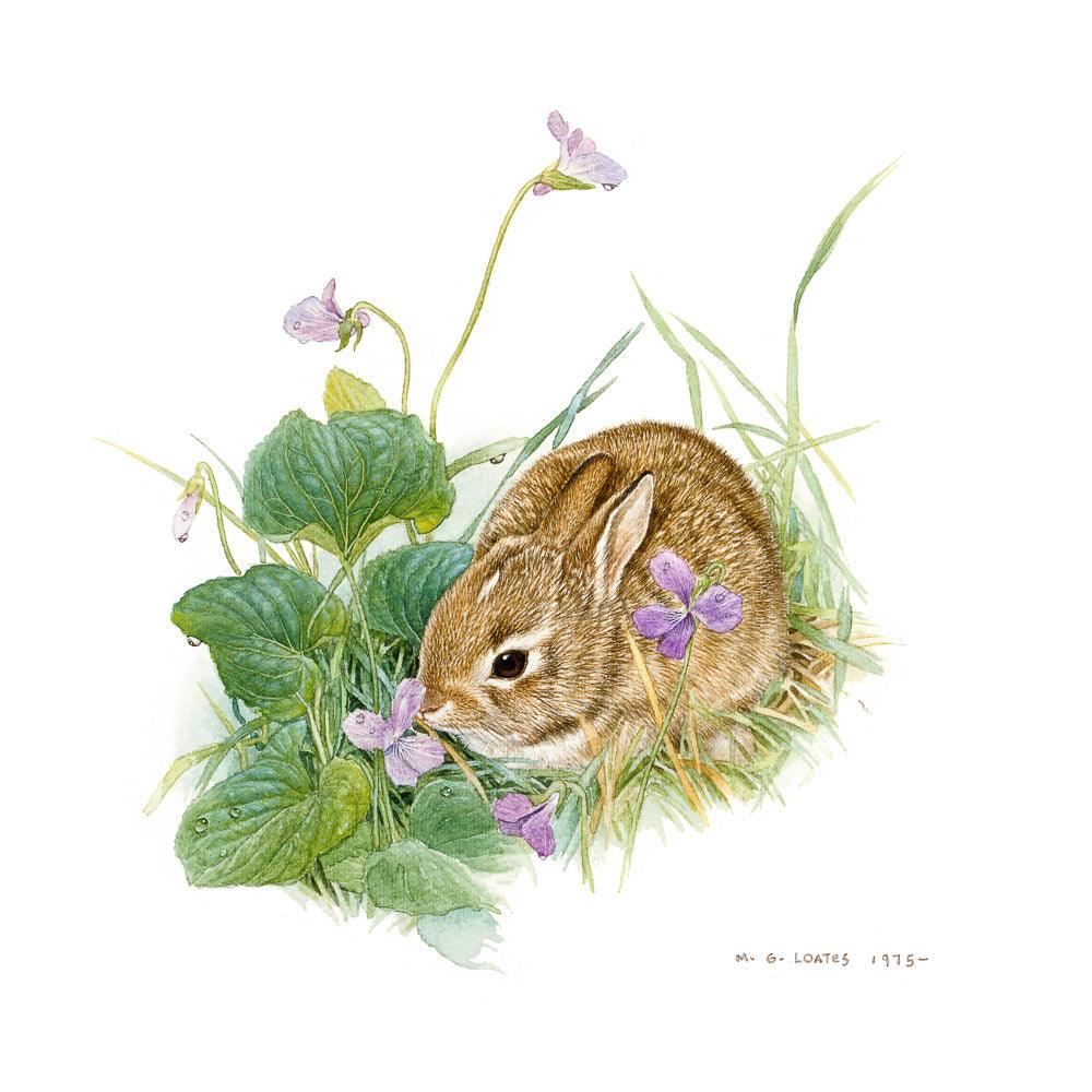 Cottontail Bunny with Violet - Framed Print | Artwork by Glen Loates