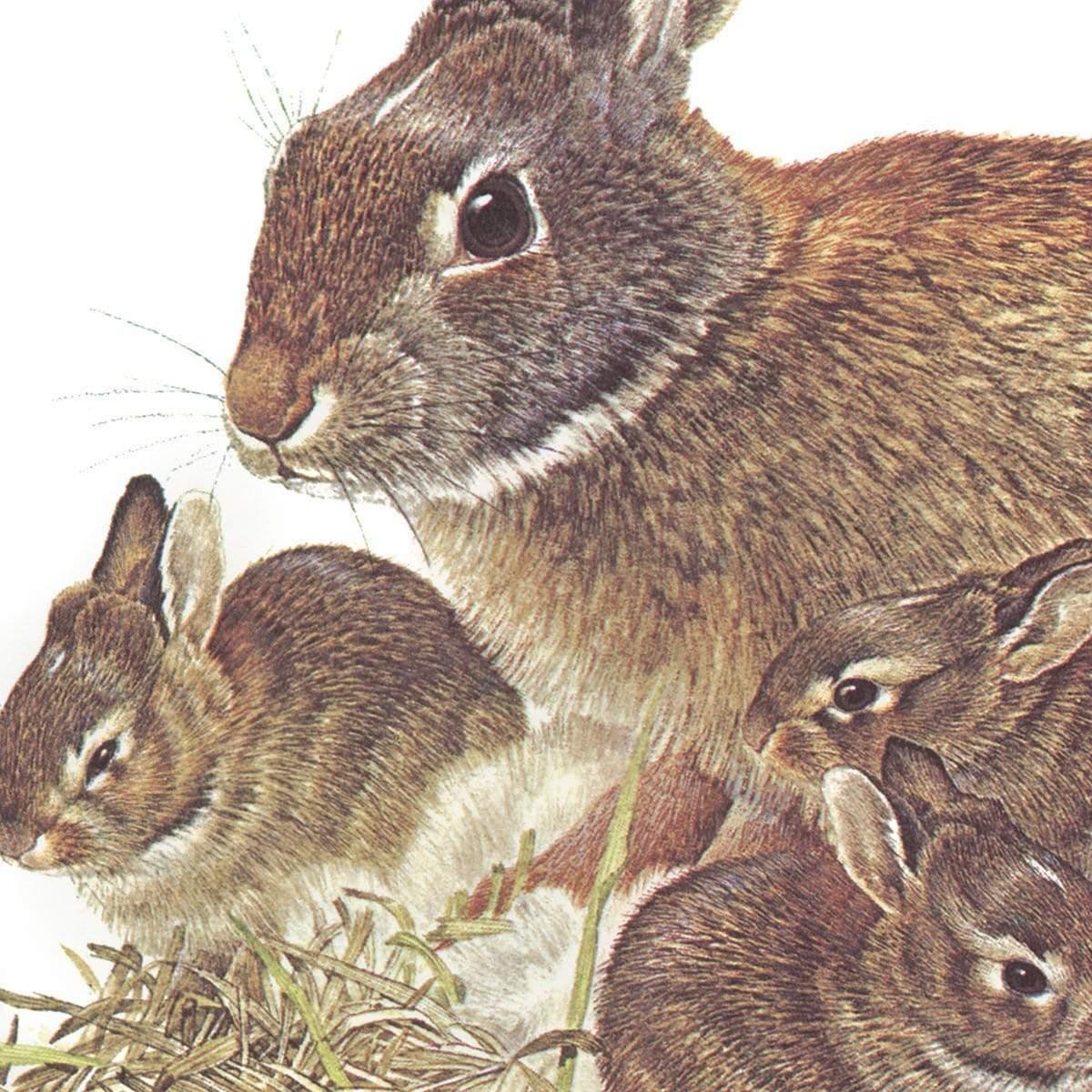Cottontail Rabbit - Framed Print | Artwork by Glen Loates
