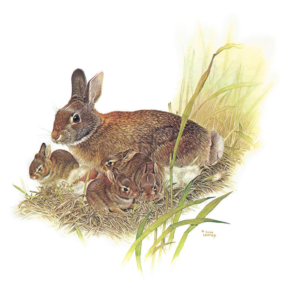 Cottontail Rabbit - Framed Print | Artwork by Glen Loates
