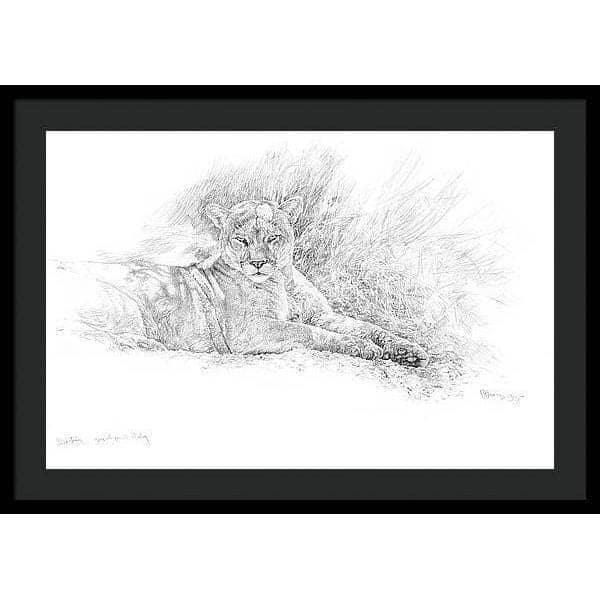 Cougar Basking - Framed Print | Artwork by Glen Loates